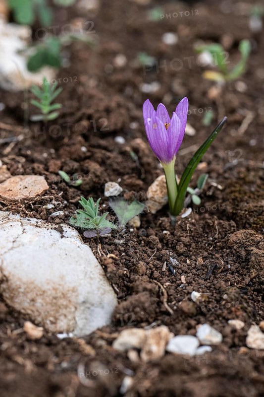 Colchicum cupanii (Colchicum cupanii), Sicily, Italy, Europe