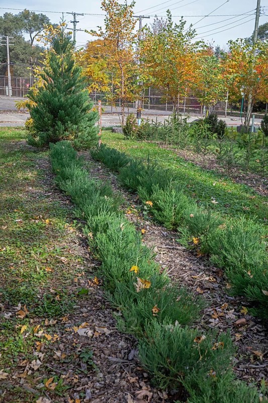 Detroit, Michigan, A giant sequoia tree (Sequoiadendron giganteum) growing at Arboretum Detroit, along with two rows of young seedlings. Arboretum Detroit is a nonprofit which has converted vacant lots into natural areas in the city's Poletown neighborhood