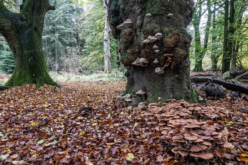 Armillaria polymyces (Armillaria ostoyae), Emsland, Lower Saxony, Germany, Europe