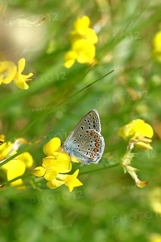 Ononis natrix blue (Polyommatus icarus), male sitting on the yellow flower of a Bird's-foot Trefoil (Lotus corniculatus), underside of wing, Wilnsdorf, North Rhine-Westphalia, Germany, Europe