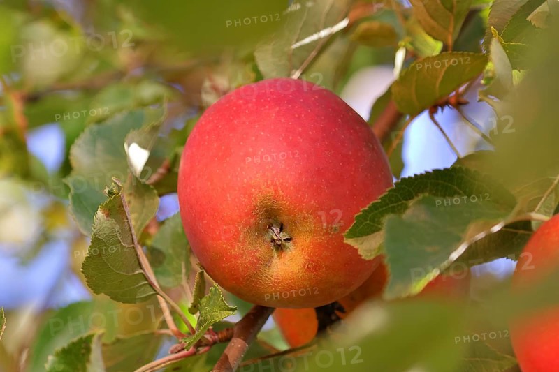 Ripe red apple hanging ready for harvest on a tree in front of a blue sky, fruit tree, orchard, North Rhine-Westphalia, Germany, Europe