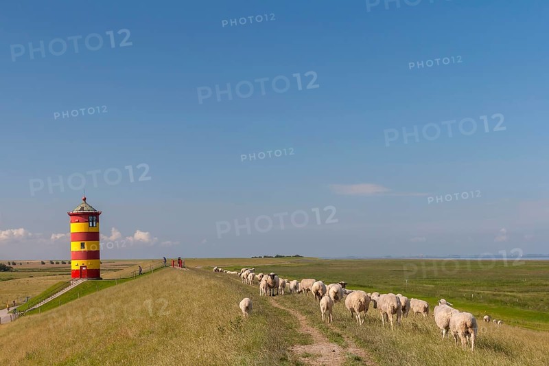 Pilsum lighthouse, flock of sheep, dyke sheep, Pilsum, East Frisia, Lower Saxony, Germany, Europe