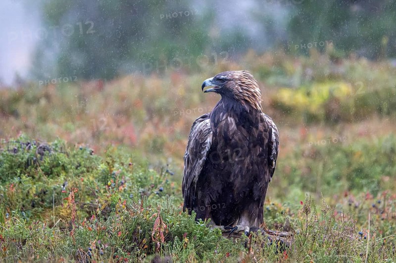 Golden eagle (Aquila chrysaetos), sitting in autumn meadow in the rain, Oulanka National Park, Kuusamo, Lapland, Finland, Europe