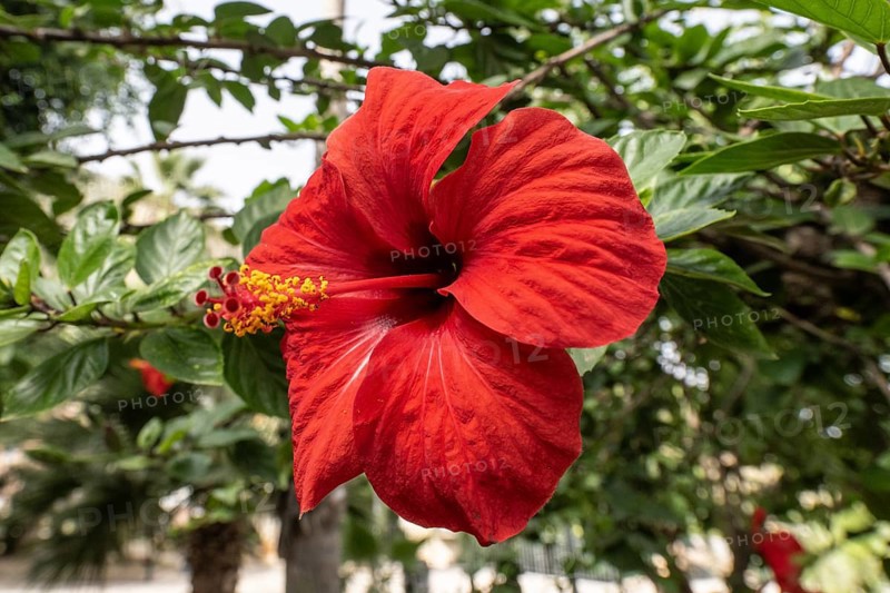 Hibiscus (Hibiscus rosa-sinensis), Sicily, Italy, Europe