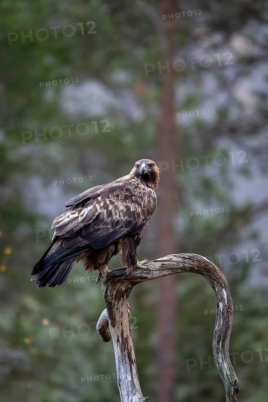 Golden eagle (Aquila chrysaetos), sitting on a branch, Oulanka National Park, Kuusamo, Lapland, Finland, Europe