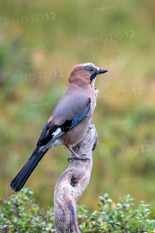 Eurasian jay (Garrulus glandarius), sitting on a branch, Oulanka National Park, Kuusamo, Lapland, Finland, Europe