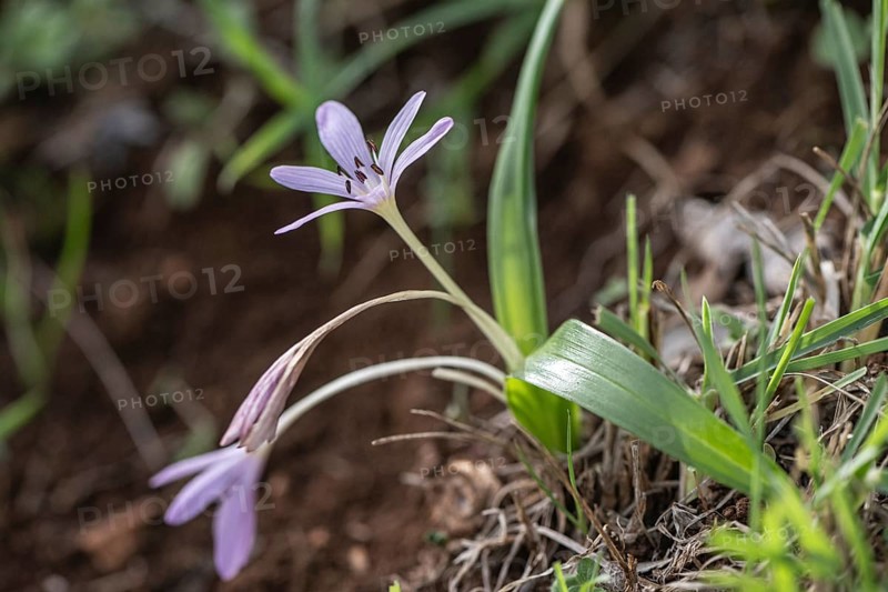 Colchicum cupanii (Colchicum cupanii), Sicily, Italy, Europe