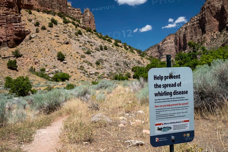 Dinosaur, Colorado, A sign at Jones Hole Creek urges visitors to help prevent the spread of whirling disease. Jones Hole Creek is a popular stop for anglers and hikers rafting the Green River in Dinosaur National Monument. Whirling disease is caused by a parasite and can kill trout and salmon