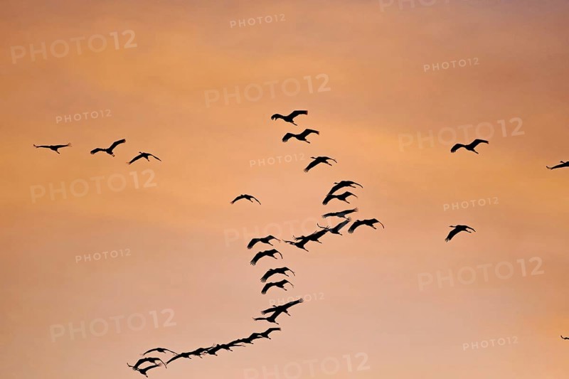 Flock of birds flying in the orange-coloured evening sky, cranes, Müritz, Müritz National Park, Mecklenburg-Vorpommern, Germany, Europe