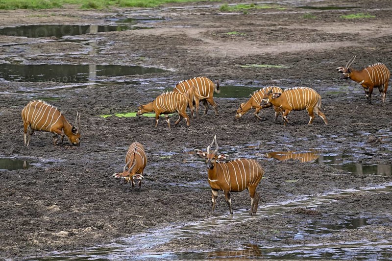 Bongo antelopes (Tragelaphus eurycerus) in the Dzanga Bai forest clearing, Dzanga-Ndoki National Park, Unesco World Heritage Site, Dzanga-Sangha Complex of Protected Areas (DSPAC), Sangha-Mbaéré Prefecture, Central African Republic, Africa