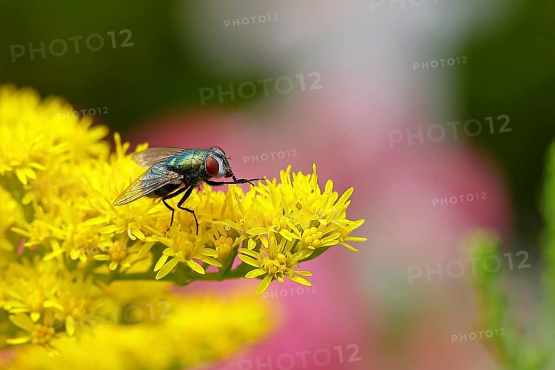 Common green bottle fly (Lucilia caesar) on a yellow flower of the Solidago canadensis (Solidago canadensis), macro photograph, close-up, Wilnsdorf, North Rhine-Westphalia, Germany, Europe
