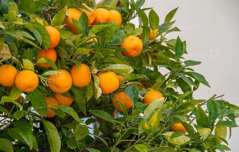 Bitter orange (Citrus x aurantum), Ronda, Andalusia, Spain, Europe