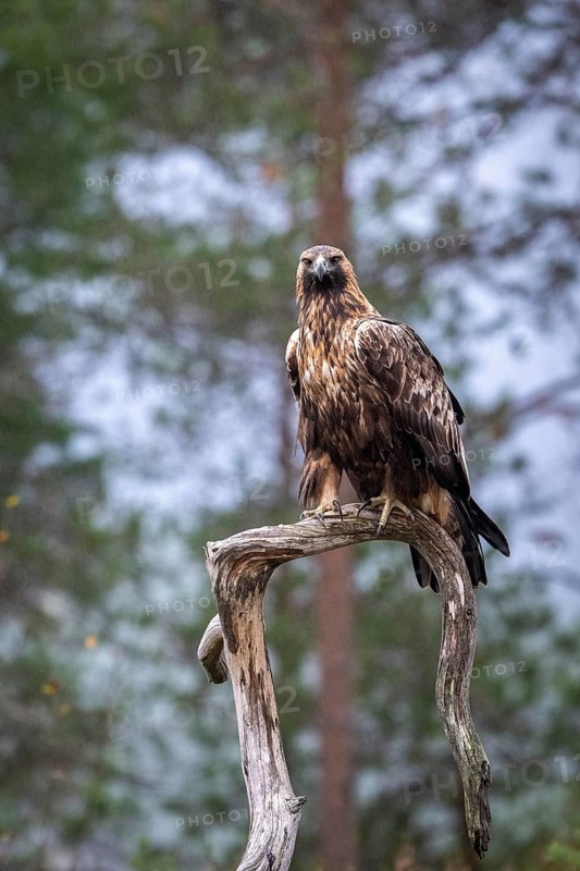 Golden eagle (Aquila chrysaetos), sitting on a branch, Oulanka National Park, Kuusamo, Lapland, Finland, Europe
