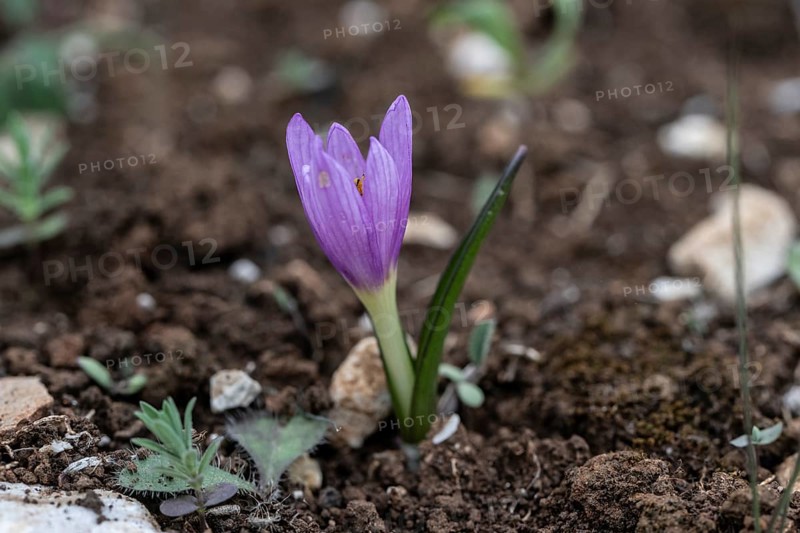 Colchicum cupanii (Colchicum cupanii), Sicily, Italy, Europe