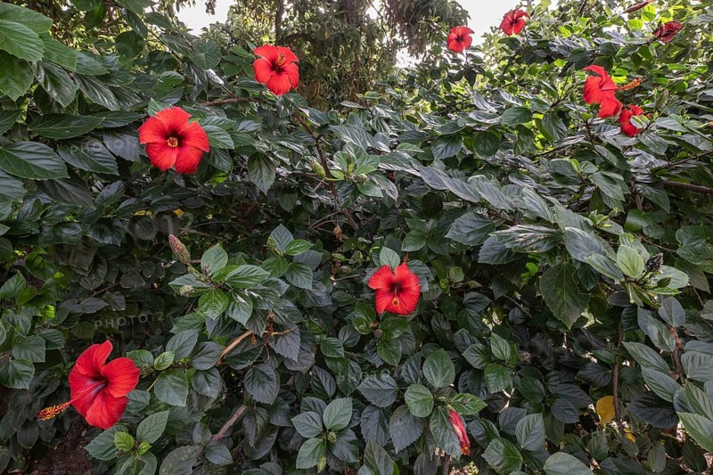 Hibiscus (Hibiscus rosa-sinensis), Sicily, Italy, Europe