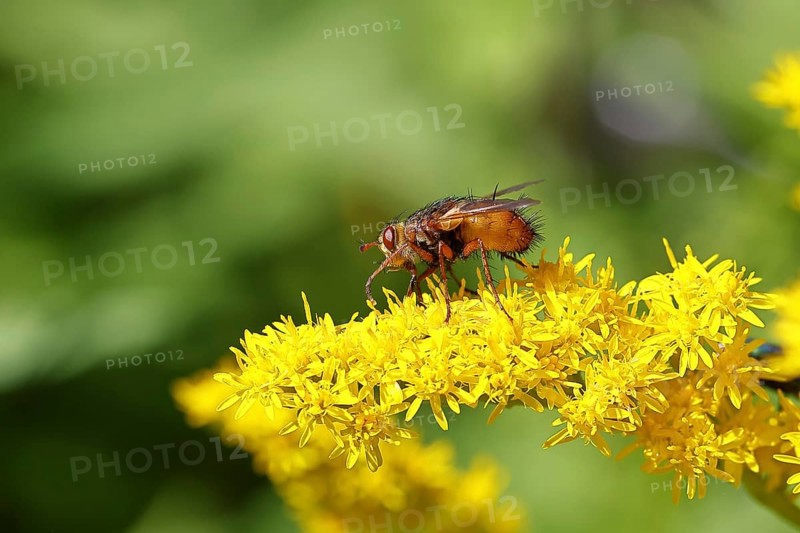 Hedgehog fly (Tachina fera), collecting nectar from a yellow flower of Solidago canadensis (Solidago canadensis), close-up, macro photograph, Wilnsdorf, North Rhine-Westphalia, Germany, Europe