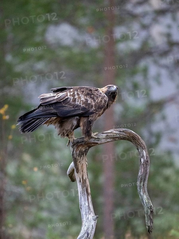 Golden eagle (Aquila chrysaetos), sitting on a branch, Oulanka National Park, Kuusamo, Lapland, Finland, Europe
