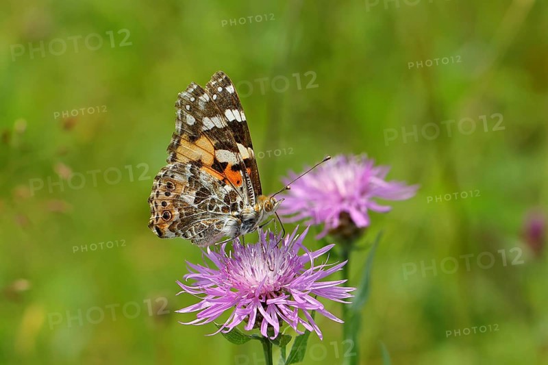 Thistle butterfly (Vanessa cardui, Cynthia cardui) on flower of the meadow knapweed (Centaurea jacea), underside of wing, Wilnsdorf, North Rhine-Westphalia, Germany, Europe