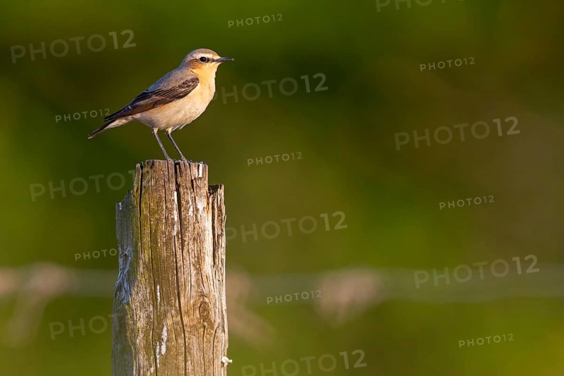 Wheatear, (Oenanthe oenanthe), songbird, bird of the flycatcher family, Bad Dürkheim district, Wachenheim, Rhineland-Palatinate, Federal Republic of Germany
