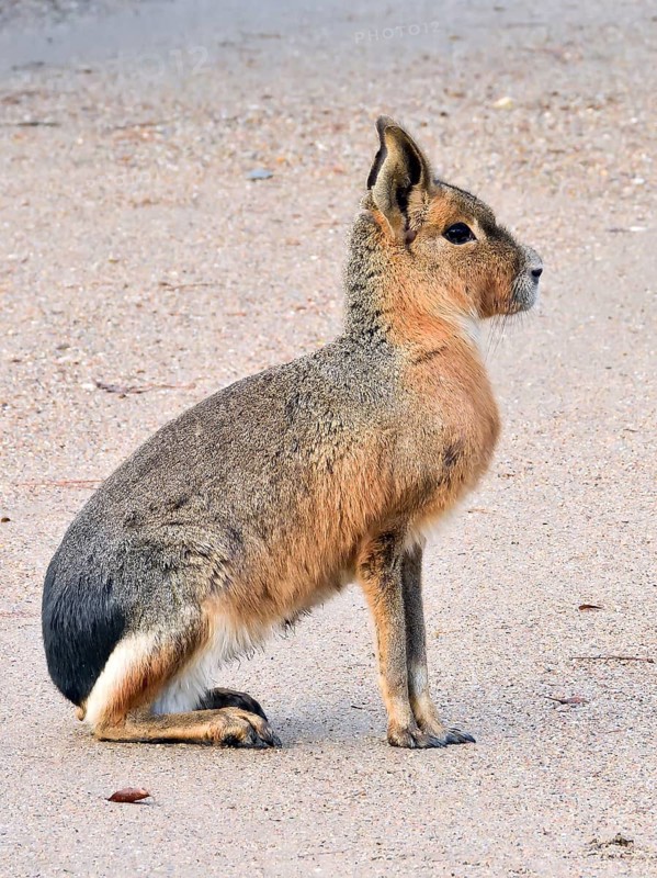 Pampas hare, (Dolichotis patagonum), Mara, subfamily of guinea pigs, rodents, Argentina, South America, South America