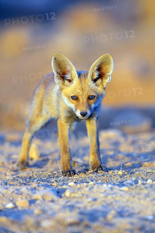 Arabian red fox, (Vulpes vulpes arabica), young animal, foraging, biotope, pup, Jabal Samhan, Salalah, Dhofar, Oman, Asia