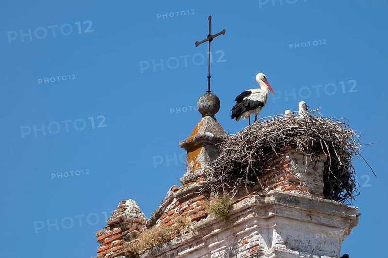 Stork nest on church tower in Merida, Spain, Badajoz, Extremadura, Merida, Caceres, Spain, Europe