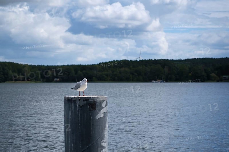 Möwe am Scharmützelsee, Wendisch-Rietz, Brandenburg, Germany, Europe