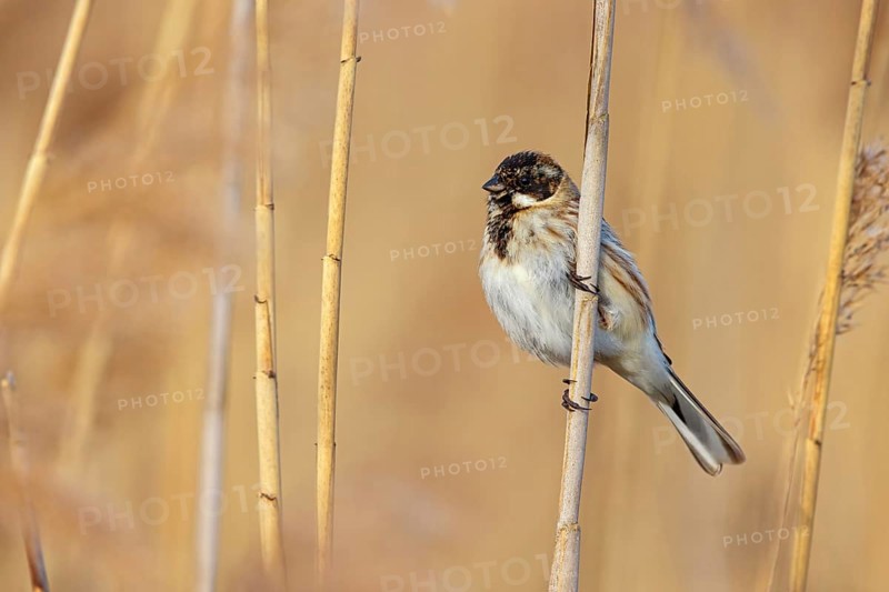 Reed bunting, reed sparrow, sparrow family, (Emberiza schoeniclus), perching station, Hockenheim, Baden-Württemberg, Federal Republic of Germany