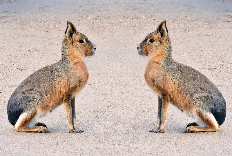 Pampas hare, (Dolichotis patagonum), Mara, subfamily of guinea pigs, rodents, montage, Argentina, South America, South America