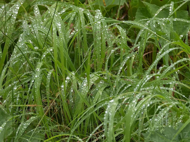 Raindrops on grass, Norway, Troms, Tromsö, Tromsø, weather, raindrops, water drops, plants, grass, reeds, Tromsö, Troms, NOR, Europe