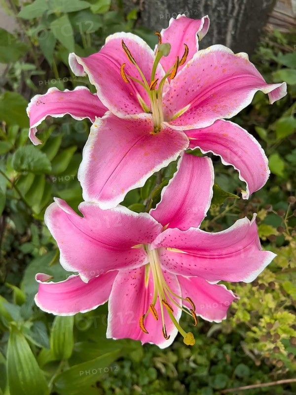 Blossoming magnificent lilies, (Lilium speciosum), pink lilies, blossom, blossoms, plants, flowers, Hamburg, Hamburg, Federal Republic of Germany