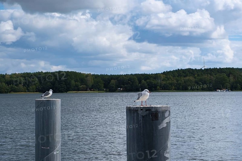 Seagulls at Scharmützelsee, Wendisch-Rietz, Brandenburg, Germany, Europe