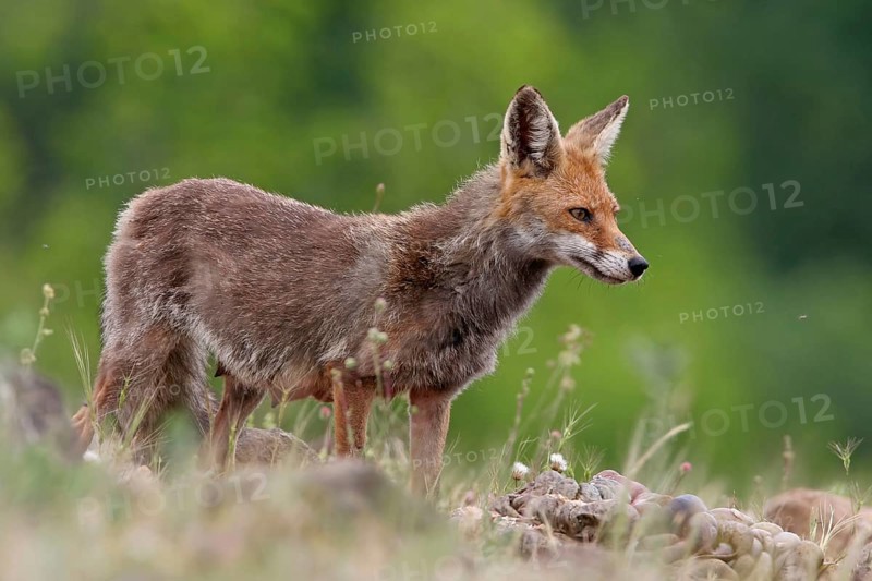 Arabian red fox (Vulpes vulpes arabica), young animal, foraging, biotope, Rhodope Mountains, Bulgaria, Europe