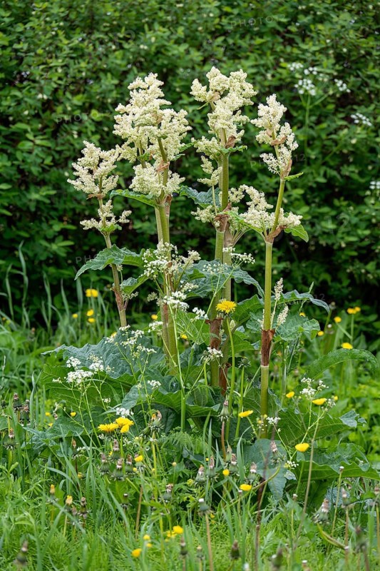 Flowering rhubarb, (Rheum rhabarbarum), plant, food, flowers, Tromsø, Troms, Norway, Europe