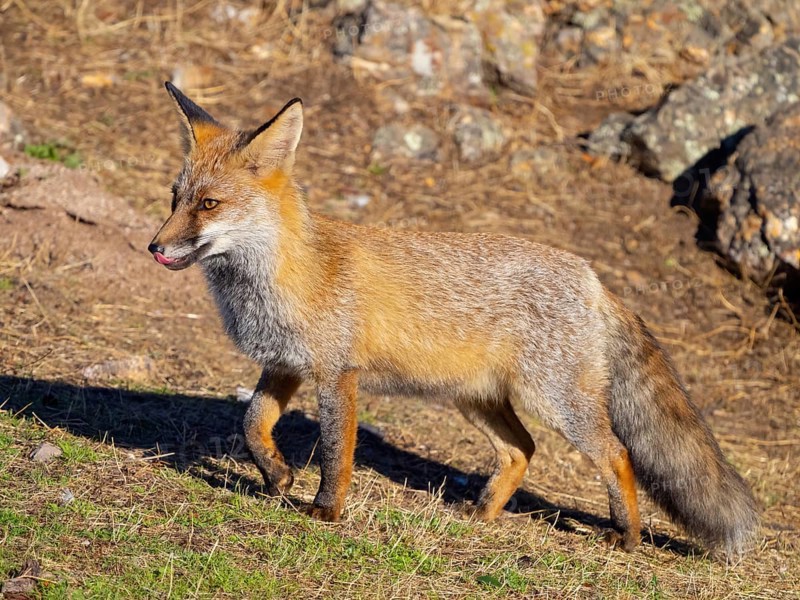 Arabian red fox, (Vulpes vulpes arabica), young animal, foraging, biotope, El Millaron / Imperial Eagle Hid, Salorino, Extremadura / Caceres, Spain, Europe