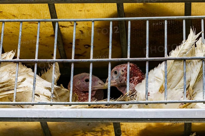 Close up on two white turkeys face in a metal cage in the transport truck, livestock and transporting poultry concept