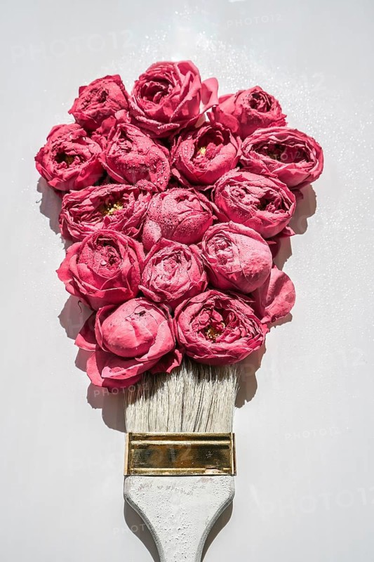 Paint brush drawing with pink flowers on white background. The concept of spring and international womens mothers day. Floral painting and decoration creative. Peonies roses