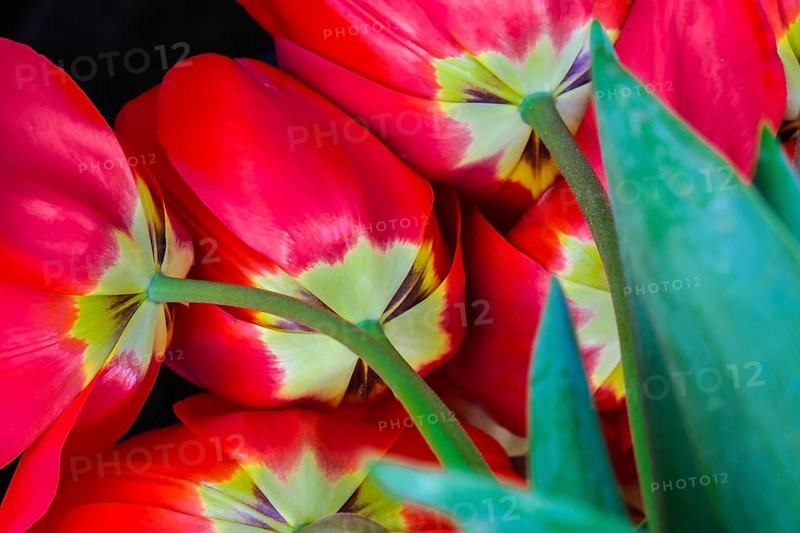 Red tulip flowers in the garden. Beautiful tulips during the flowering period. Hybrid variety. Selective focus. Natural spring background. Postcard Greeting card for holiday. Flower texture