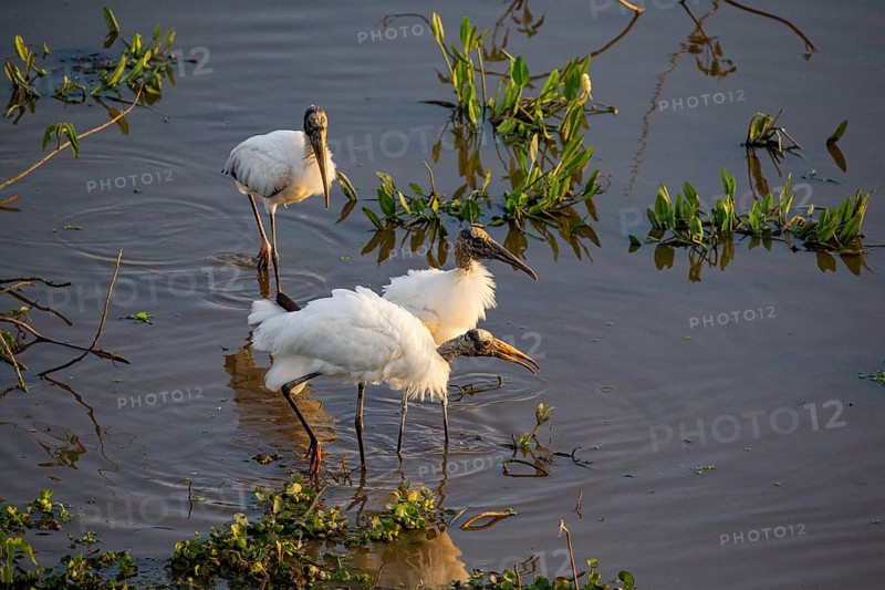 Forest stork (Mycteria americana) Pantanal Brazil