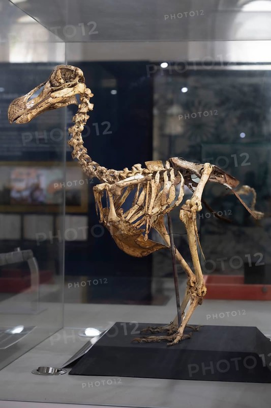 Dodo or drone, more rarely doudo or dudu (Raphus cucullatus), skeleton, extinct 17th century, national bird, Natural History Museum, Mauritius Institute, Port Louis, Indian Ocean, island, Mauritius, Africa