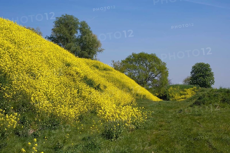 A with rapeseed overgrown hill on the Altena fortress near the Dutch village Werkendam