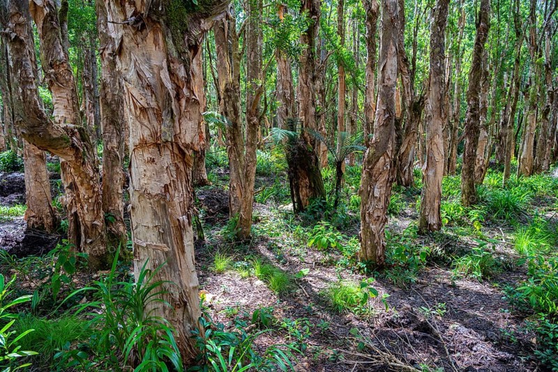 Paper Bark tree, Paper bark tree (Melaleuca quinquenervia), Black River Gorges National Park, Biosphere Reserve, Bel Ombre, Indian Ocean, Island, Mauritius, Africa