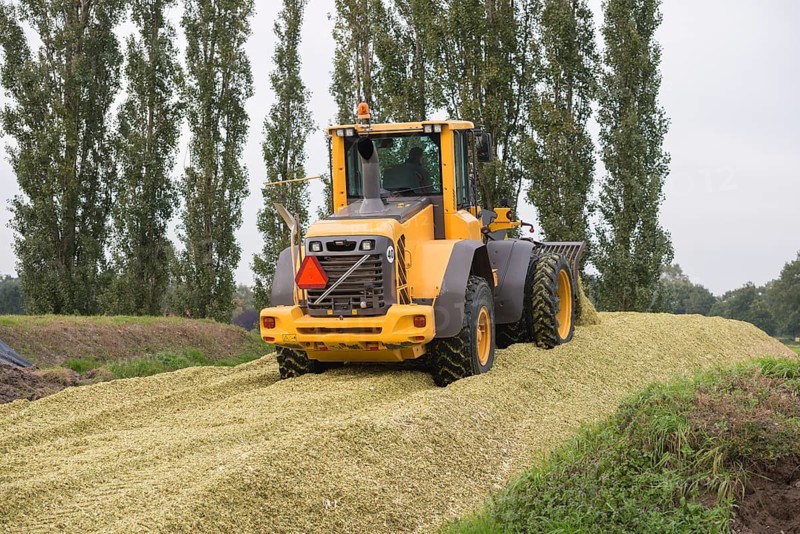 Agriculture shredded corn silage with a yellow shovel in the Netherlands