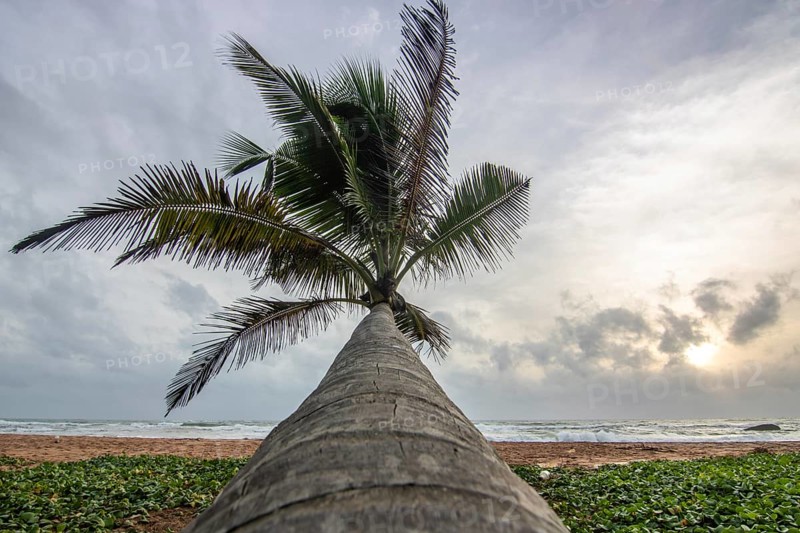 Landscape by the sea and sandy beach. A palm tree juts into the picture and adds a special touch to the sunset on the beach. View over the sea to the horizon near Bentota, Sri Lanka, Asia