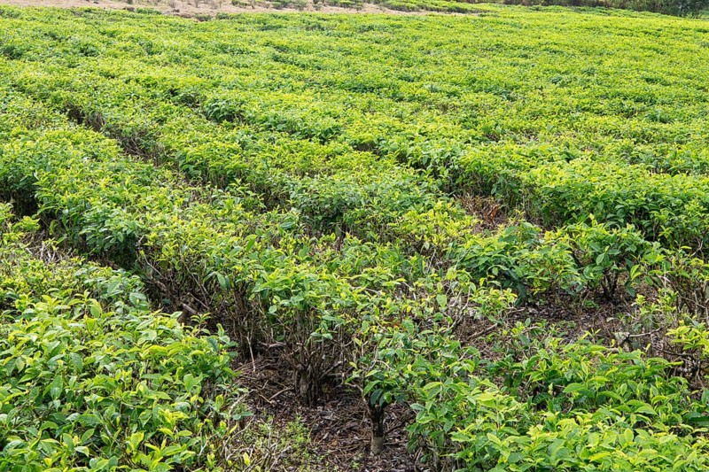 Tea plant (Camellia sinensis), field, Gros Bois, Indian Ocean, island, Mauritius, Africa