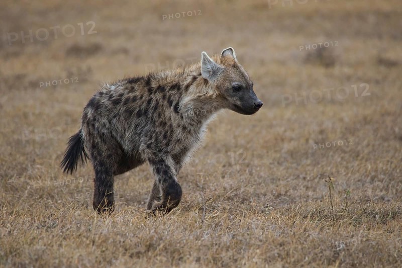 Spotted hyena (Crocuta crocuta) in Ol Pejeta Conservancy, Kenya, Africa