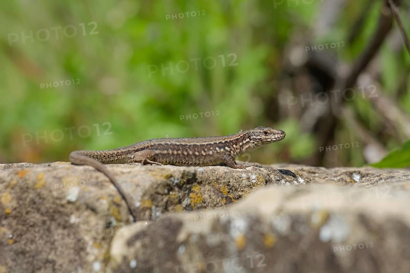 Wall lizard (Podarcis Muralis), Weinsberg, Weibertreu, Heilbronn-Franken, Baden-Württemberg, Germany, Europe