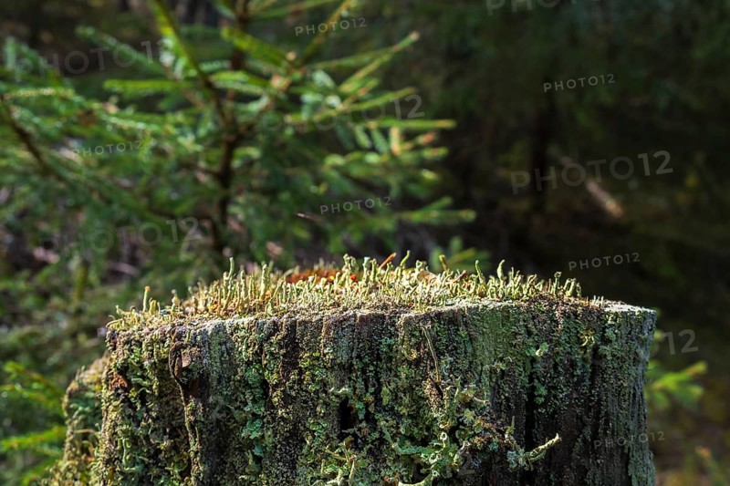 Trumpet lichen growing on a tree stump