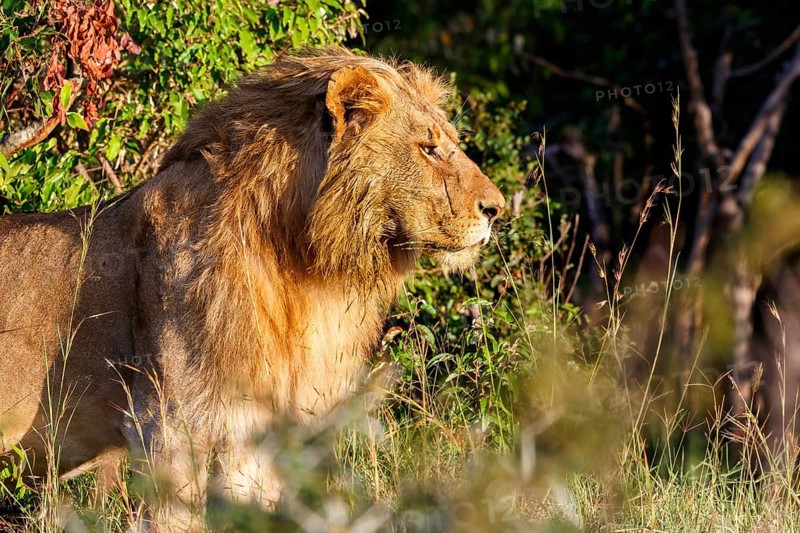 Male lion in the bushes standing and watching
