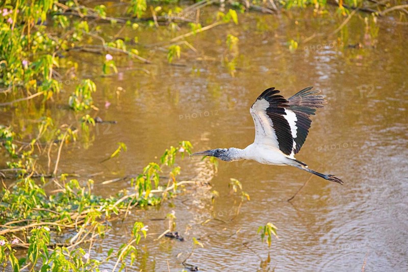 Forest stork (Mycteria americana) Pantanal Brazil
